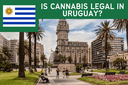 is weed legal in uruguay?