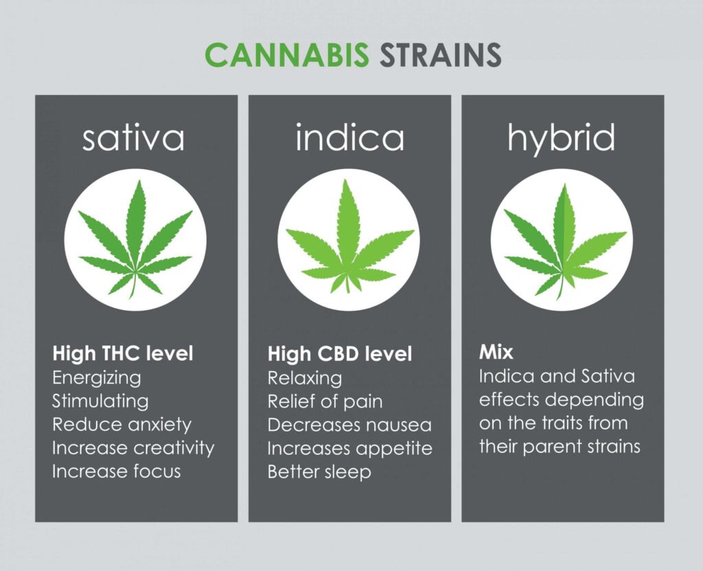 differences-between-sativa-indica-hybrid-scaled