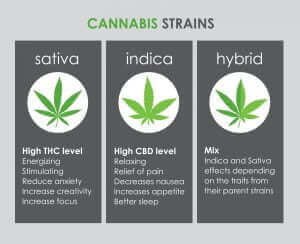 differences-between-sativa-indica-hybrid-scaled