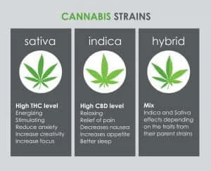 differences-between-sativa-indica-hybrid-scaled