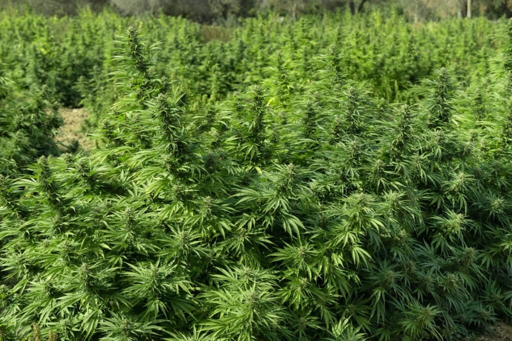 Featured image used on multiple High Life Global cannabis legalization articles