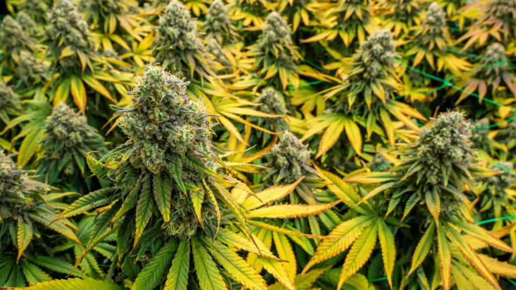 Cannabis Flowers